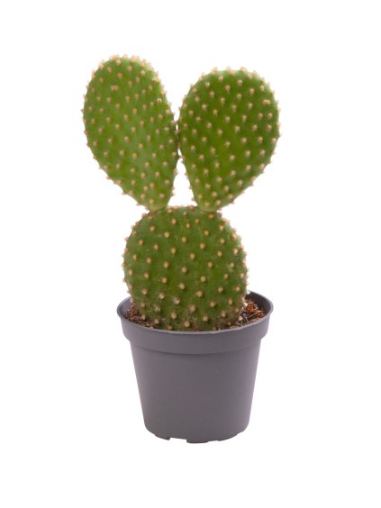 Opuntia microdasys V12cm