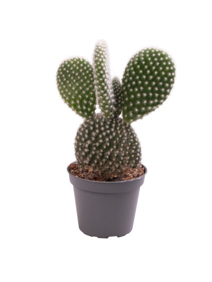 Opuntia microdasys 'Albispina' V10cm