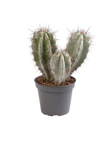 Polaskia chichipe V10cm