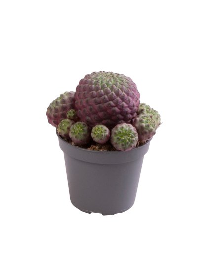 Sulcorebutia rauschii 'Violet' V6cm