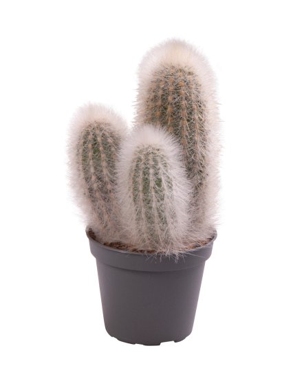 Cleistocactus strausii V10cm