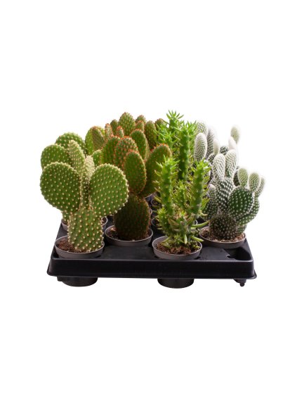 Opuntia microdasys V10cm