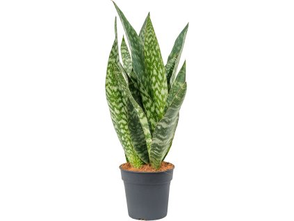 Sansevieria aubrytiana V60cm