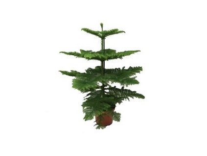 Araucaria heterophylla