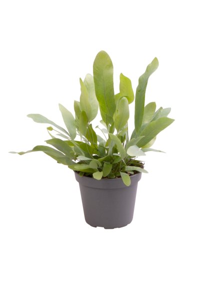 Phlebodium aureum 'Blue Star' V14cm