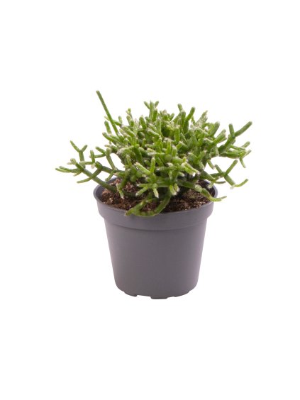 Rhipsalis cereuscula V12cm