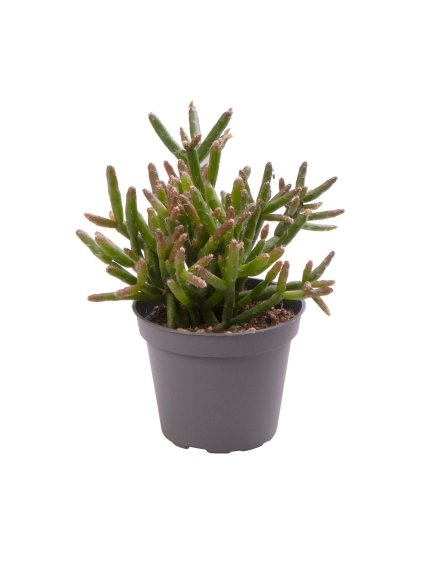 Rhipsalis burchellii V15cm