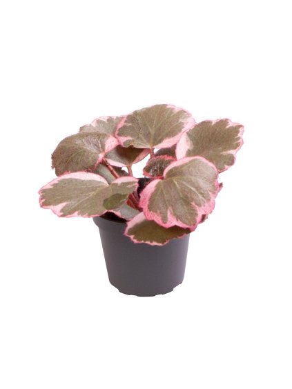 Saxifraga Variegata V10cm