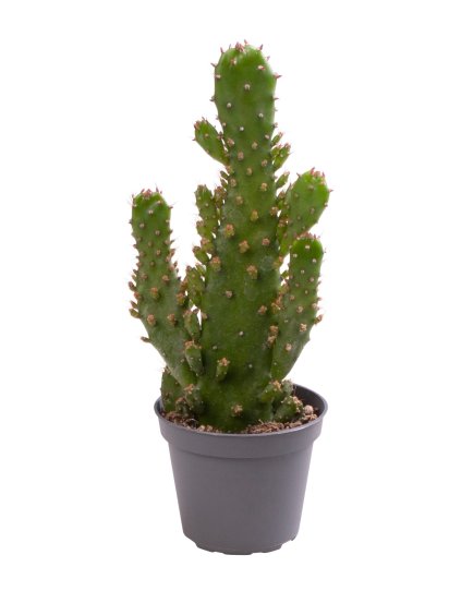 Opuntia Monacantha V10cm