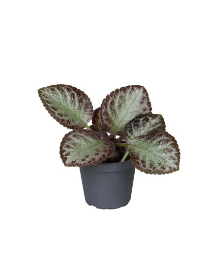 Episcia cupreata 'Pink Acajou'D