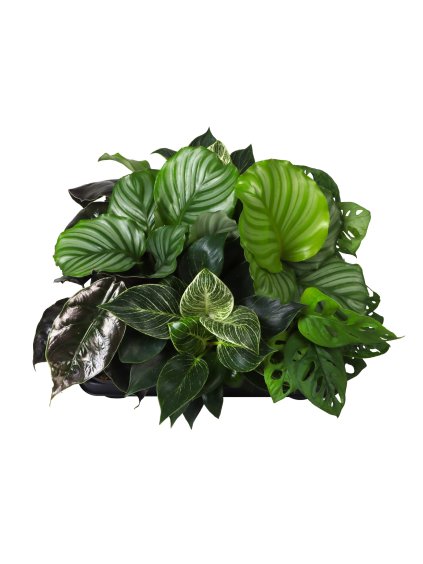 Green Plants mix V18cm