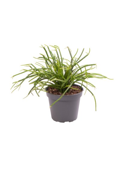 Rhipsalis baccifera 'Cassutha' V12cm