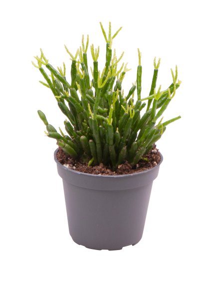 Rhipsalis baccifera V12cm