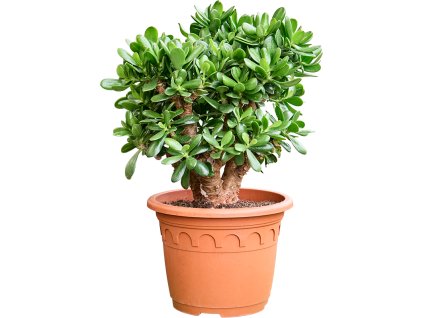 Crassula ovata 'Magical Tree' V65cm