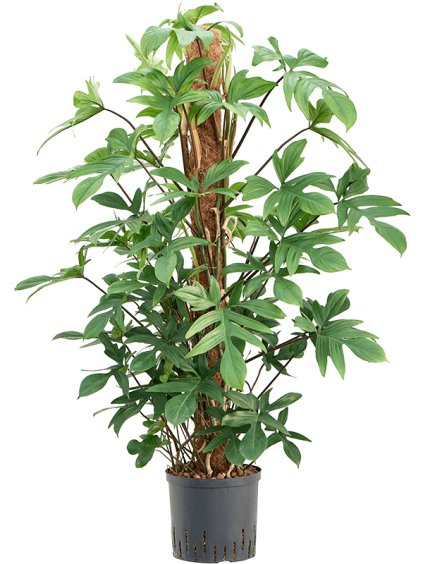 Philodendron pedatum R22cm V130cm