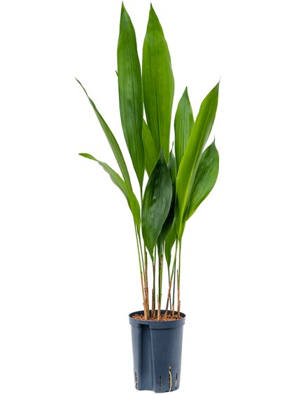 Aspidistra elatior R15cm V80cm