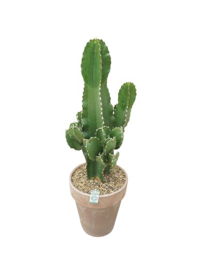 Euphorbia ingens V100cm