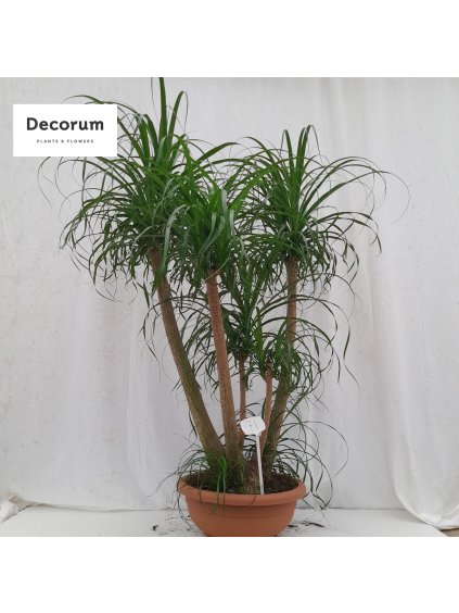 Beaucarnea recurvata V95cm