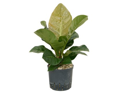 Anthurium 'Jenmanii' V70cm