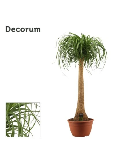 Beaucarnea recurvata V135cm