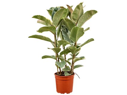 Ficus elastica 'Tineke' V100cm
