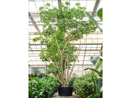 Schefflera actinophylla 'Amate' V750cm