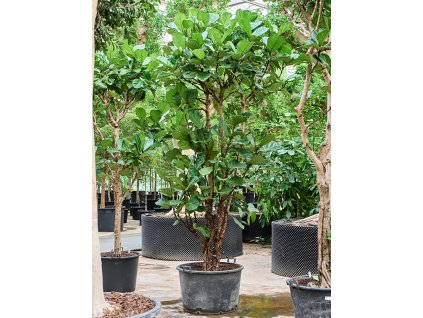 Ficus lyrata V350cm