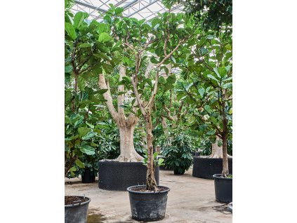 Ficus lyrata V350cm