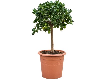 Citrus (Citrofortunella) calamondin V80cm