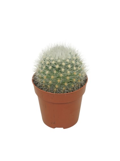 Parodia penicillata V12cm