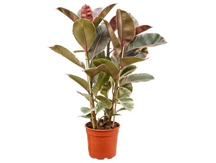 Ficus elastica 'Belize' V100cm