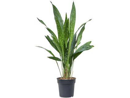 Aspidistra elatior 'milky way' R17cm V65cm