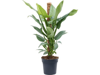 Philodendron 'Silver Queen' V80cm