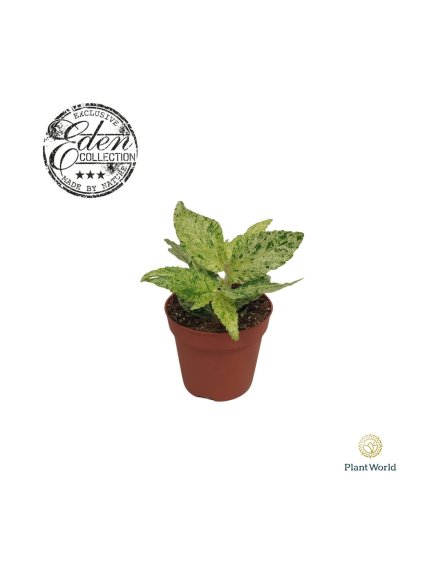 Pellionia repens 'Variegata' V10cm