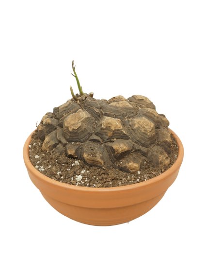 Dioscorea mexicana V30cm