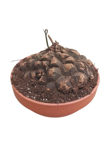 Dioscorea mexicana V40cm