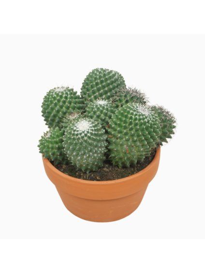 Mammillaria toluca V25cm