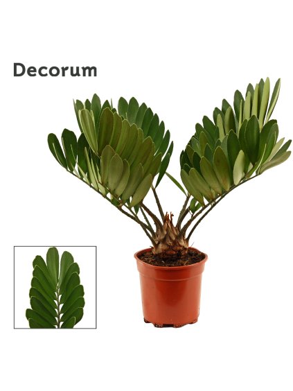 Zamia furfuracea V50cm