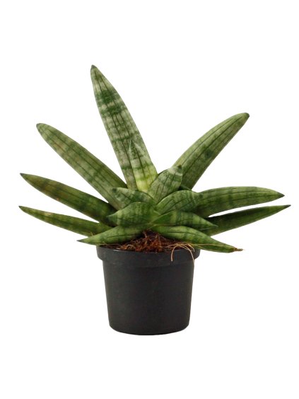 Sansevieria cylindrica 'Boncel' V16cm