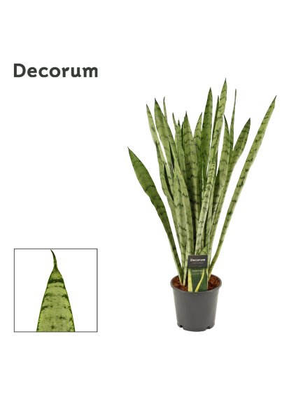 Sansevieria Silver princess V50cm