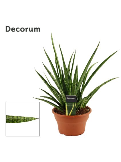 Sansevieria Silver steel V40cm