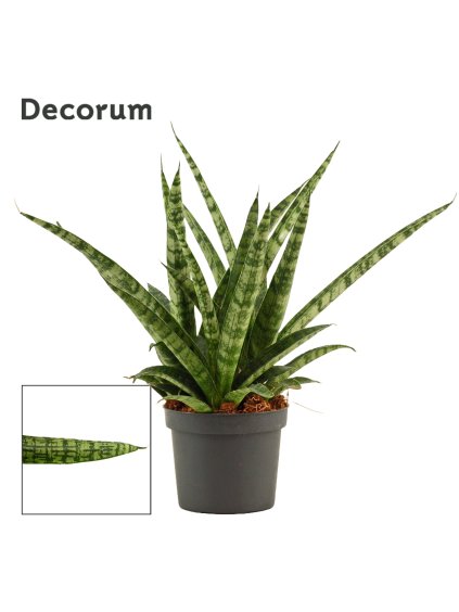 Sansevieria Silver steel V25cm