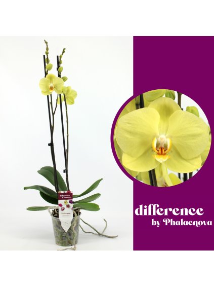 Phalaenopsis 'Yara' V60cm