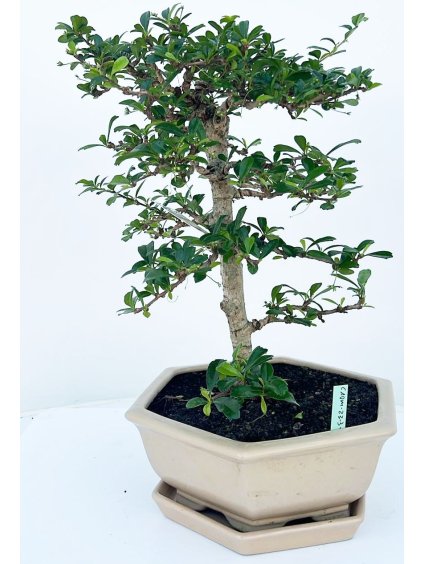 Carmona macrophylla V35cm