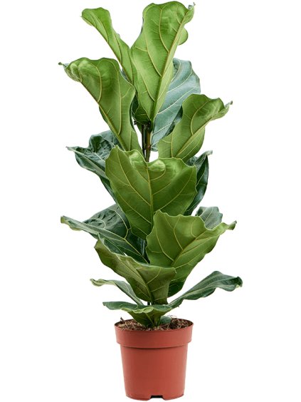 Ficus lyrata R17cm V70cm