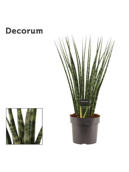 Sansevieria 'Fernwood' V55cm