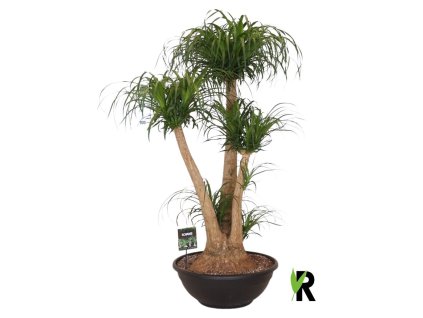 Beaucarnea recurvata rozkonárená R60 V160cm