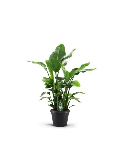 d0e890b1 196a 45b1 ad1a 26a0fe0d7358