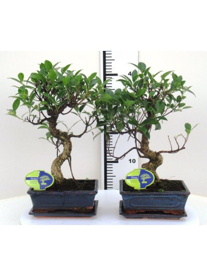 Ficus retusa V35cm