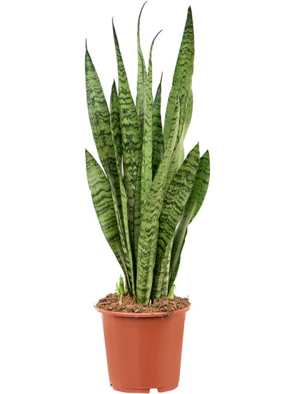 Sansevieria zeylanica V60cm